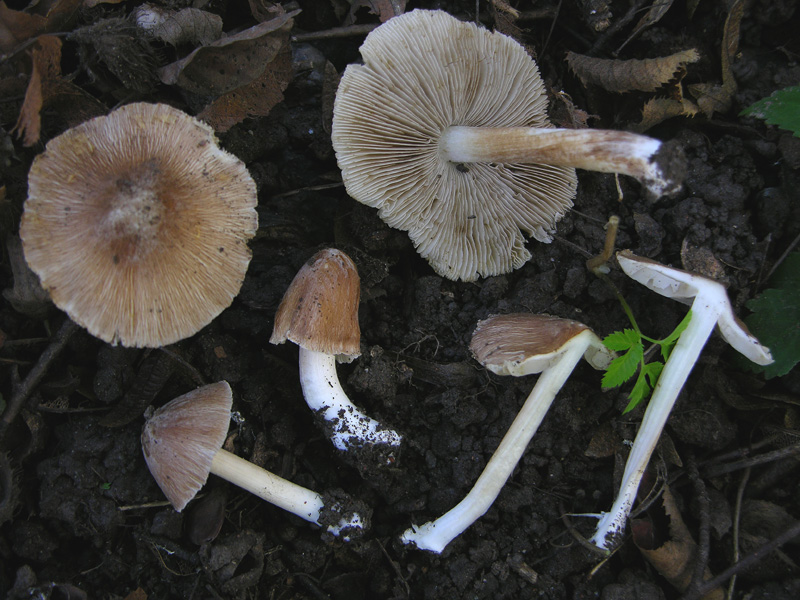 Inocybe.